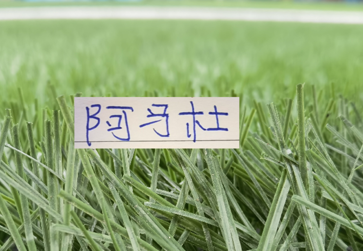 九游官方中心-想不到！连阿马杜离开申花 都引起争议 期待他在重庆穿10号表现吗